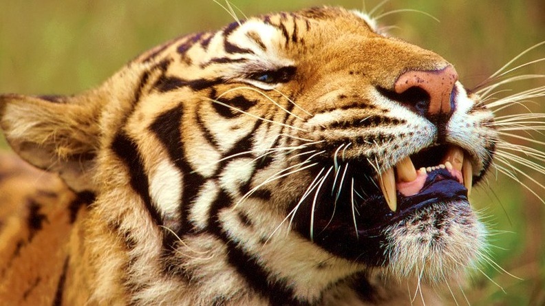 Bengal Tiger, Bangladesh, Nepal, India